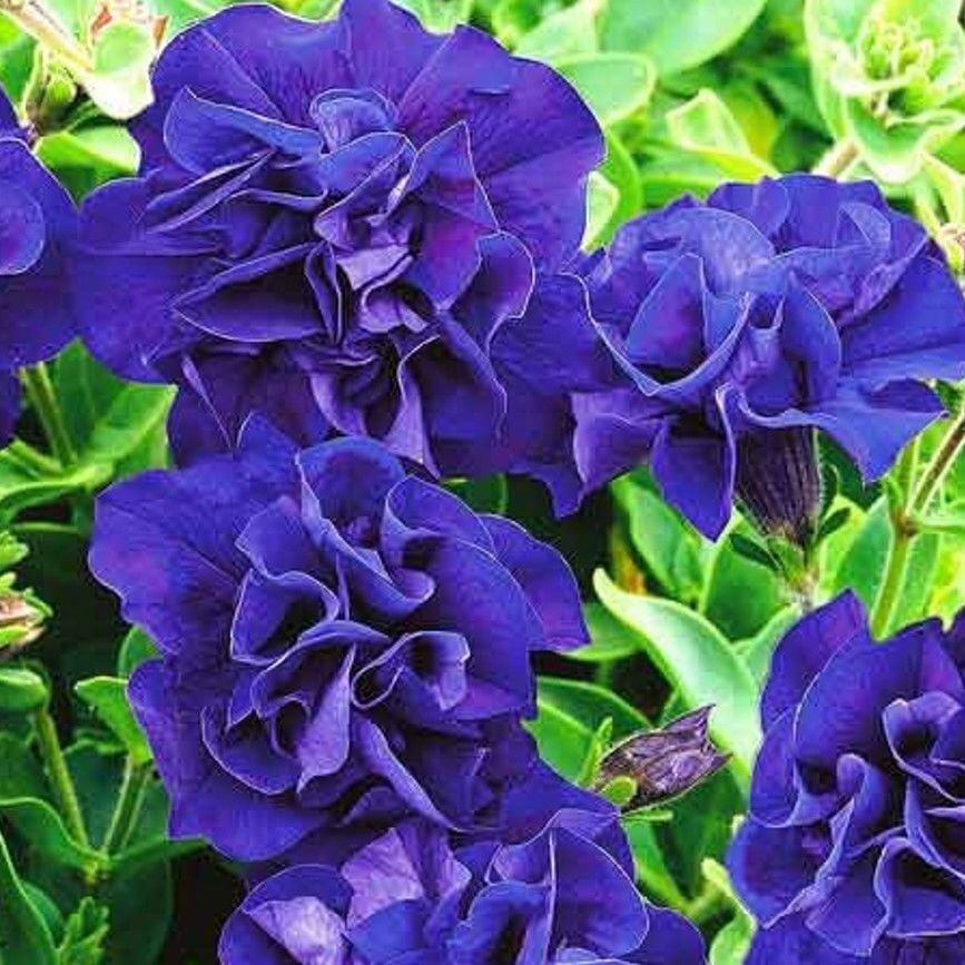 Tumbelina Belinda Kokulu Katmerli Sarkıcı Petunya Çiçeği Fidesi (1 Adet Fide)