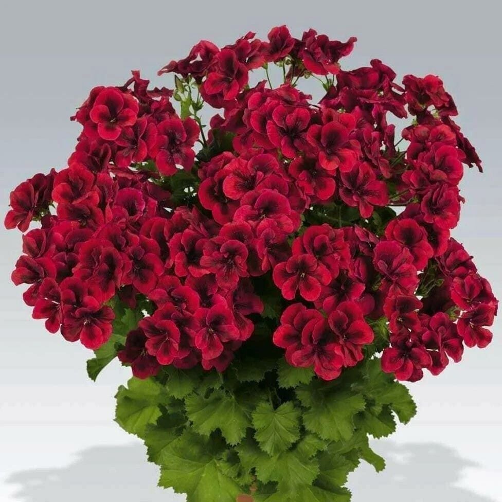 Clarion Dark Red Koyu Kırmızı Çiçekli Sardunya Canan Çiçeği Fidesi (1 Adet Fide)