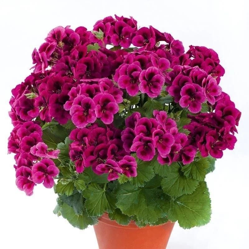 Clarion Violet Menekşe Çiçekli Sardunya Canan Çiçeği Fidesi (1 Adet Fide)