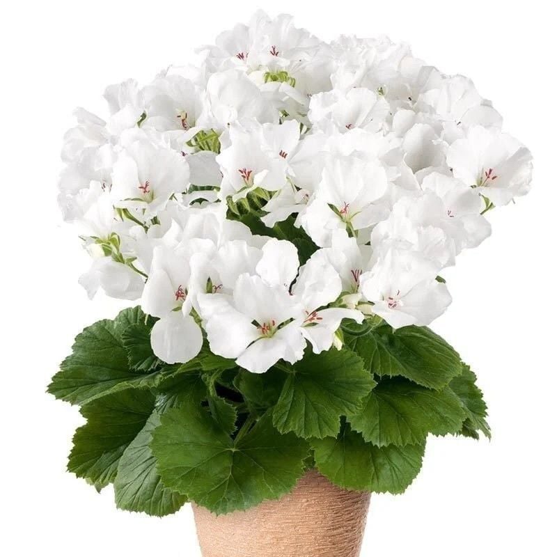 Clarion White Beyaz Çiçekli Sardunya Canan Çiçeği Fidesi (1 Adet Fide)