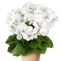 Clarion White Beyaz Çiçekli Sardunya Canan Çiçeği Fidesi (1 Adet Fide)