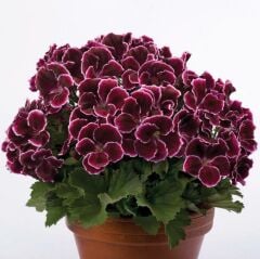 Özel Çeşit Nadir Aristo Black Beauty Sardunya Çiçeği Fidesi (1 Adet Fide)