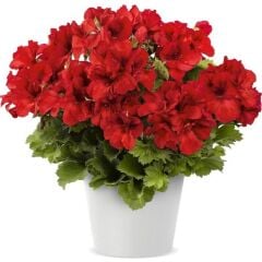 Bright Red Aristo Sardunya Canan Çiçeği Fidesi (1 Adet Fide)