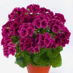 Aristo Burgundy Siyah Sardunya Canan Çiçeği Fidesi (1 Adet Fide)