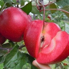 Tüplü Aşılı Tam Bodur Özel Üretim İçi Dışı Kırmızı Elma Fidanı