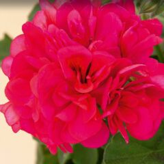 Sarkan Grandeur İvy Red Sakız Sardunya Fidesi (1 Adet Fide)