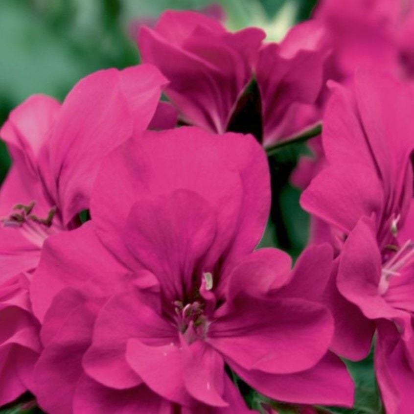 Sarkan Grandeur İvy Magenta Sakız Sardunya Fidesi (1 Adet Fide)