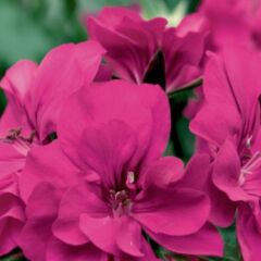 Sarkan Grandeur İvy Magenta Sakız Sardunya Fidesi (1 Adet Fide)