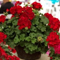 Sarkan Grandeur İvy Deep Red Sakız Sardunya Fidesi (1 Adet Fide)