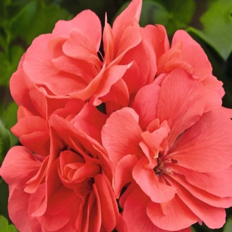 Sarkan Grandeur İvy Salmon Sakız Sardunya Fidesi (1 Adet Fide)