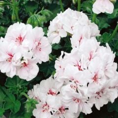 Sarkan Grandeur Ivy White Sakız Sardunya Fidesi (1 Adet Fide)