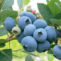 Bluegold Yaban Mersini Fidesi  5 Adet 5-15 cm