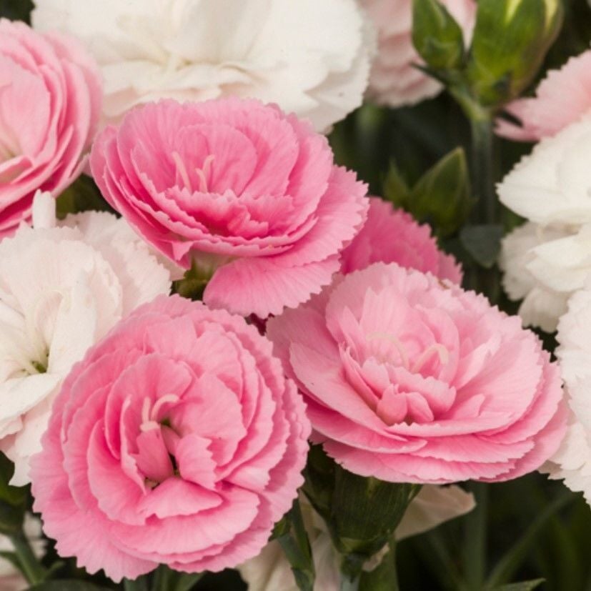 Pastel Renkler Sweet Pleasure Light Pink Kokulu Karanfil Fidesi (1 Adet Fide)