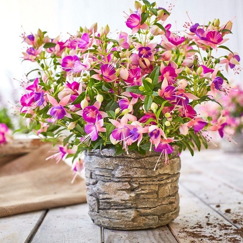 Rosy Violet 3 Renkli İri Çiçekli Küpe Çiçeği Fidesi (1 Adet Fide)