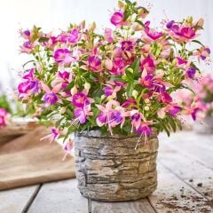 Rosy Violet 3 Renkli İri Çiçekli Küpe Çiçeği Fidesi (1 Adet Fide)