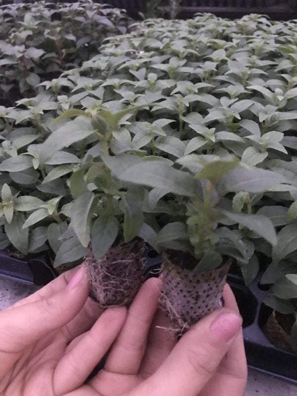 Nadir XXL Çiçekli Marbeller Magenta Purple Rain Küpe Çiçeği Fidesi (1 Adet Fide)