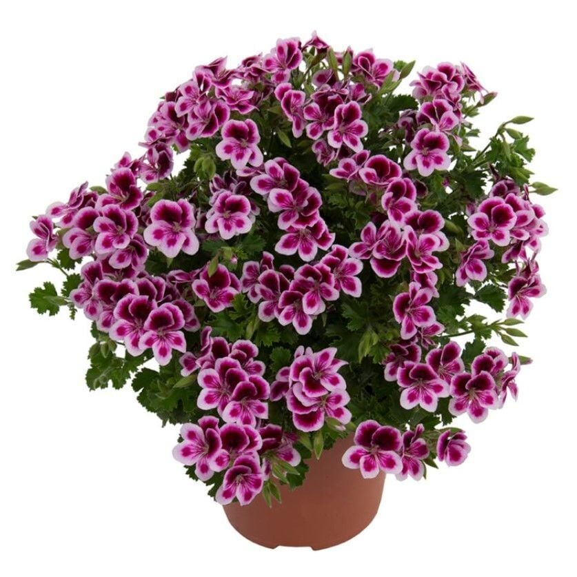 Melek Gözü Pac Angeleyes Randy Sardunya Canan Fidesi (1 Adet Fide)