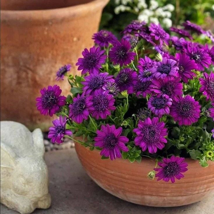 Katmerli Erato Double Purple Bodrum Papatyası Çiçeği Fidesi (1 Adet Fide)