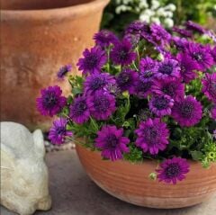 Katmerli Erato Double Purple Bodrum Papatyası Çiçeği Fidesi (1 Adet Fide)