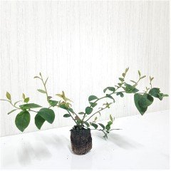 Bluegold Yaban Mersini Fidesi 3 Adet 5-15 cm