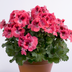 Aristo Salmon Sardunya Canan Çiçeği Fidesi (1 Adet Fide)