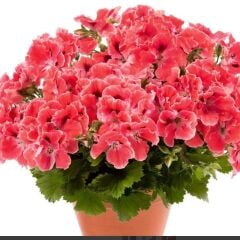 Aristo Orange Sardunya Canan Çiçeği Fidesi (1 Adet Fide)