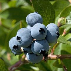 Bluejay Yaban Mersini Fidesi 10 Adet 5-15 cm