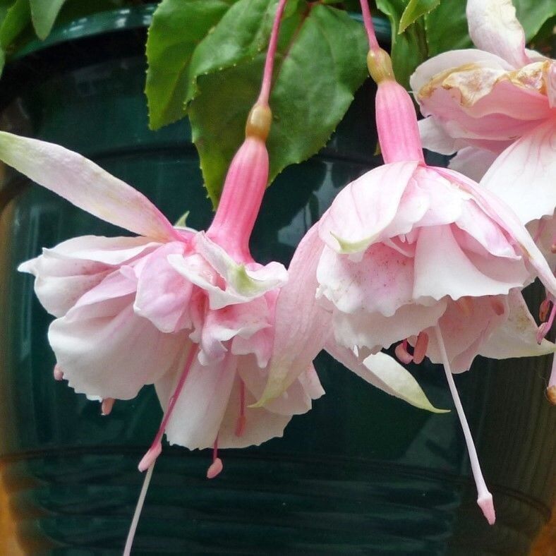 XXL Çiçekli Katmerli Pink Marshmallow Küpe Çiçeği Fidesi (1 Adet Fide