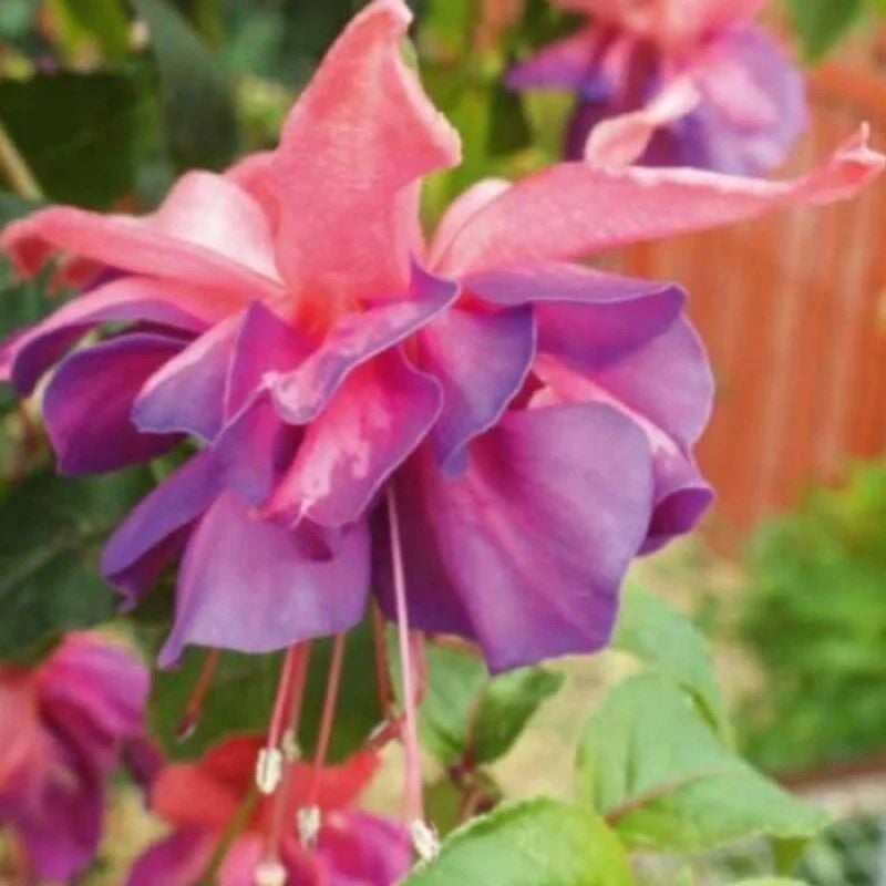 XXL Çiçekli Katmerli Marbeller Double Pink Blue Küpe Çiçeği Fidesi (1 Adet Fide)