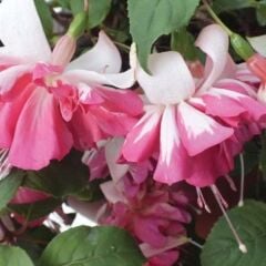 XXL Çiçekli Katmerli Marbeller Double White Pink Küpe Çiçeği Fidesi (1 Adet Fide)