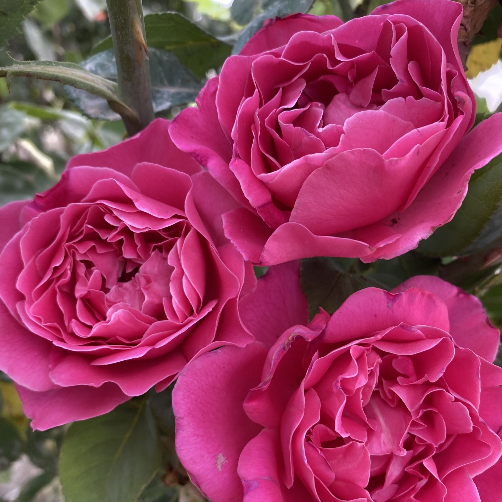 Parfüm Kokulu Alessia Yediveren Gül Çiçeği Fidesi (1 Adet Fide Paper Potta)