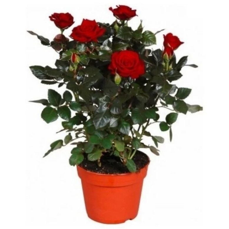 Emilian Bodur Yediveren Kırmızı Gül Çiçeği Fidesi (1 Adet Fide Paper Potta)