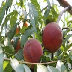 Tüplü Aşılı Tam Bodur Erkenci Spring Crest Şeftali Fidanı