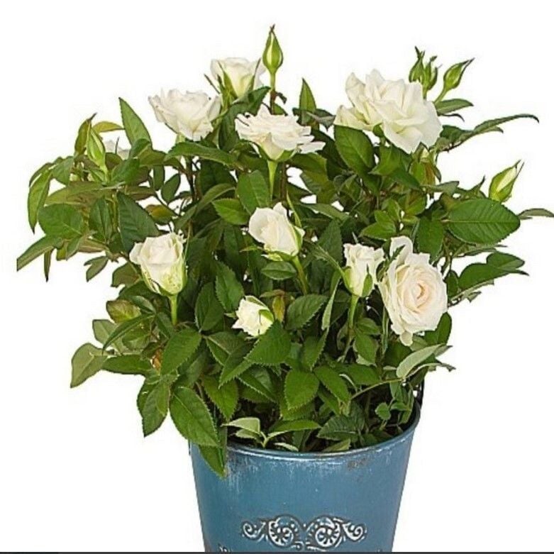 Emilia Bodur Yediveren Beyaz Gül Çiçeği Fidesi (1 Adet Fide Paper Potta)