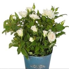 Emilia Bodur Yediveren Beyaz Gül Çiçeği Fidesi (1 Adet Fide Paper Potta)