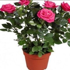 Sophia Pembe Yediveren Bodur Gül Çiçeği Fidesi (1 Adet Fide Paper Potta)