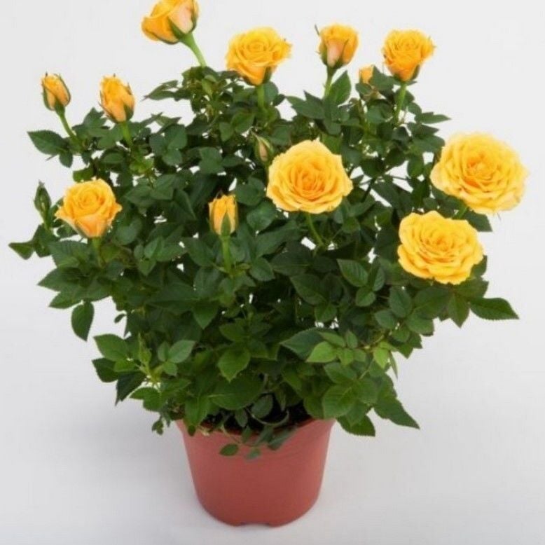 Lina Sarı Bodur Yediveren Gül Çiçeği Fidesi (1 Adet Fide Paper Potta)