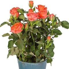 Eloise Turuncu Bodur Yediveren Gül Çiçeği Fidesi (1 Adet Fide Paper Potta)