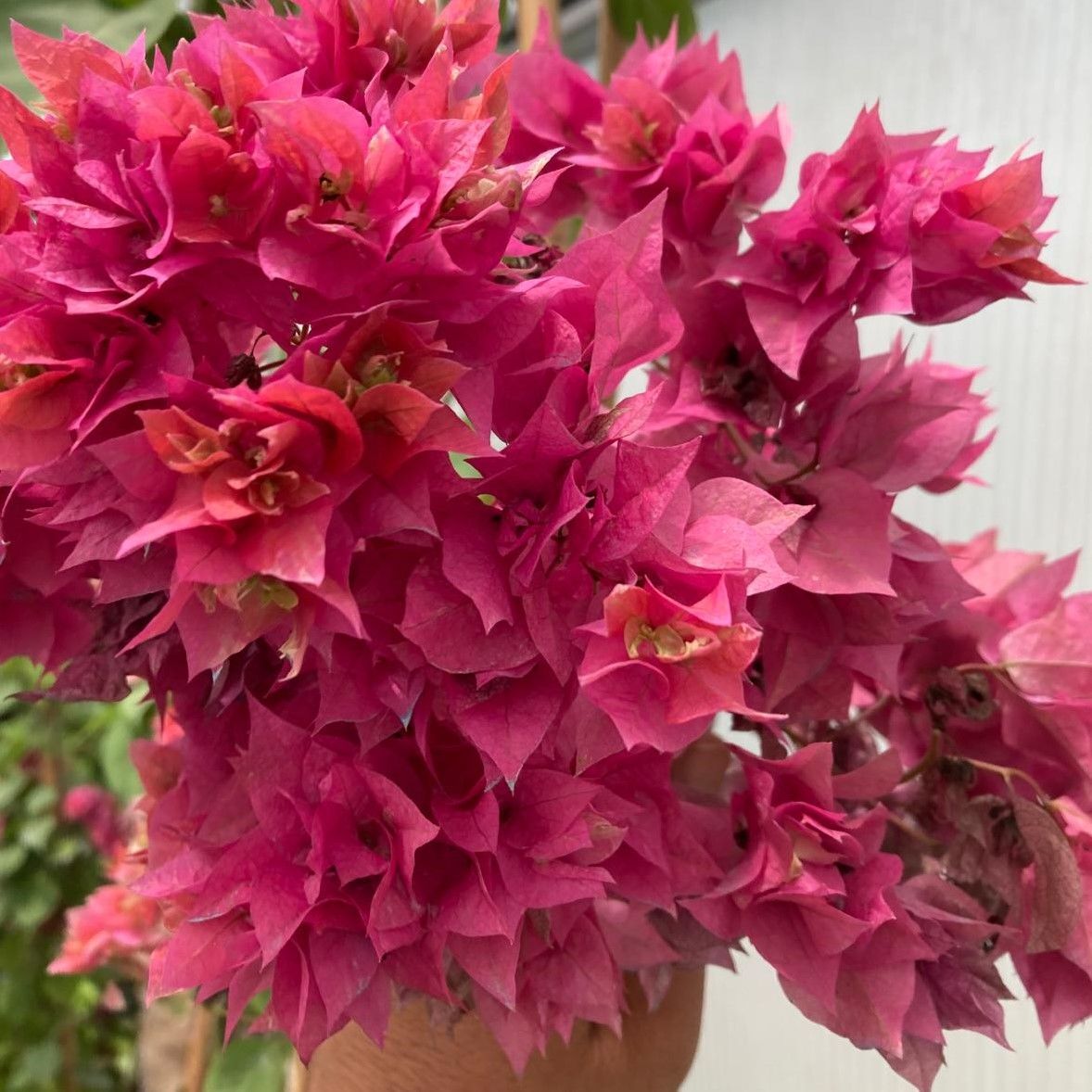 Pembe Katmerli Begonvil Çiçeği Fidesi (1 Adet Fide)