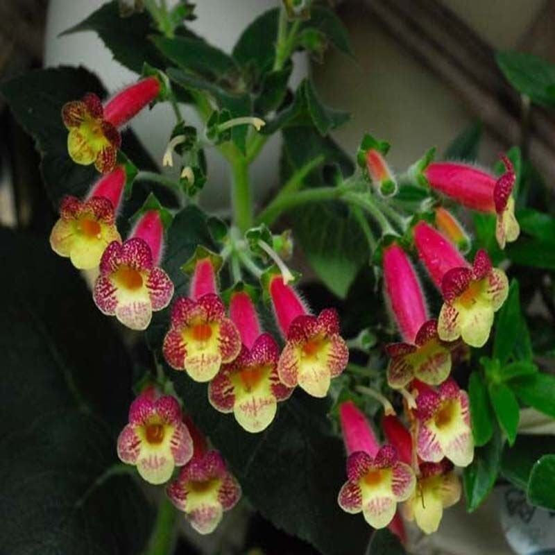 Koleksiyonluk An's Nagging Macaws Kohleria Japon Küpelisi Çiçeği Fidesi (Mini Potta)