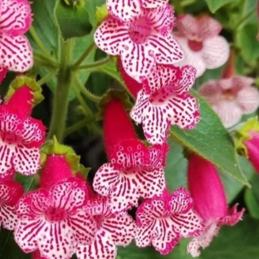 Koleksiyonluk Frances Kohleria Japon Küpelisi Çiçeği Fidesi (Mini Potta)