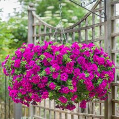 Tumbelina Savanna Kokulu Katmerli Sarkıcı Superstar Petunya Çiçeği Fidesi (1 Adet Fide)