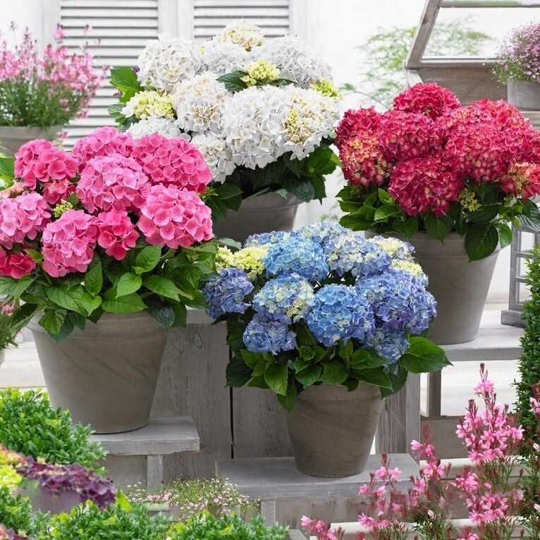 Mixed Karışık XL Dev Çiçekli Ortanca Çiçeği Fidesi (10 Adet Fide)