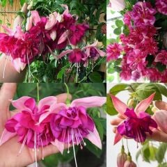 XXL Dev Çiçekli Bella Rosella Küpe Çiçeği Fidesi(1 Adet Fide)