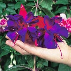 XXL Dev Çiçekli Vodoo Küpe Çiçeği Fidesi(1 Adet Fide)