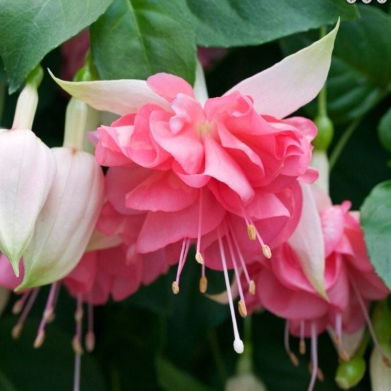 Koleksiyonluk Nadir Peachy XXL İri Çiçekli Küpe Çiçeği Fidesi (1 Adet Fide)