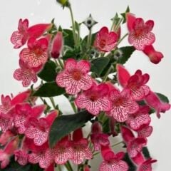 Koleksiyonluk Manchu Kohleria Japon Küpelisi Çiçeği Fidesi (Mini Saksıda)