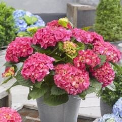 XL Dev Pembe Çiçekli Ortanca Çiçeği Fidesi (1 Adet Fide)