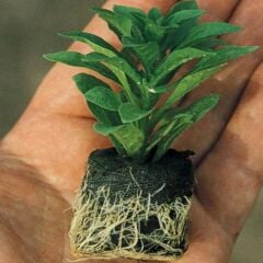 Tumbelina Mixed Kokulu Katmerli Sarkıcı Superstar Petunya Çiçeği Fidesi (10 Adet Fide)