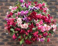 Sarkan Dev Çiçekli Fuchusia Karışık Küpeli Küpe Çiçeği Fidesi (10 Adet Fide)